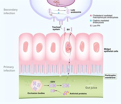 Advances in the Arms Race Between Silkworm and Baculovirus